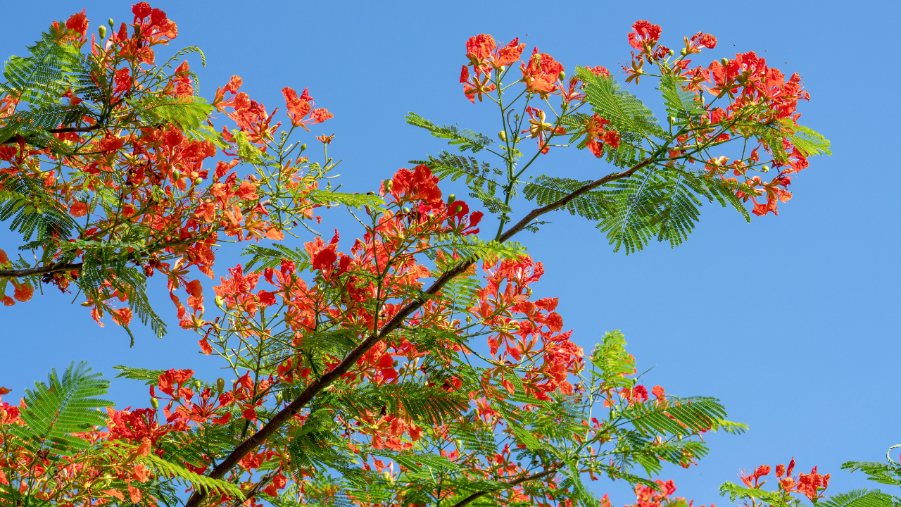 Benefits of Growing a Gulmohar Plant Image