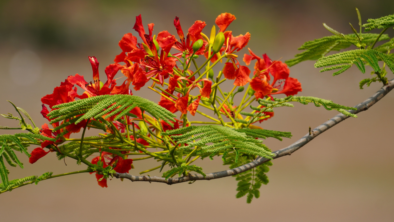Best Companion Plants for Gulmohar Image