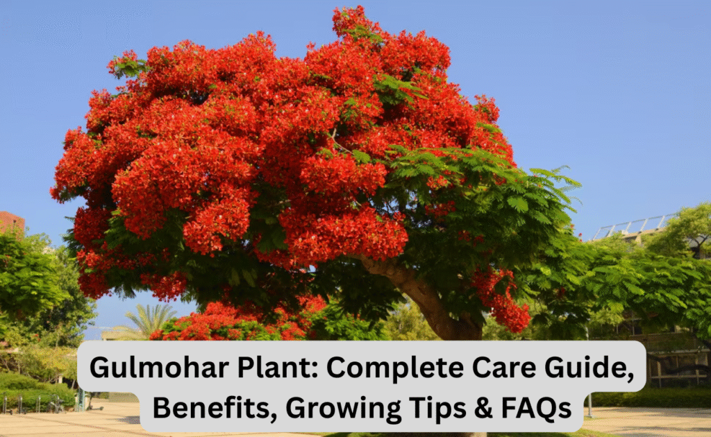 Gulmohar Plant Image
