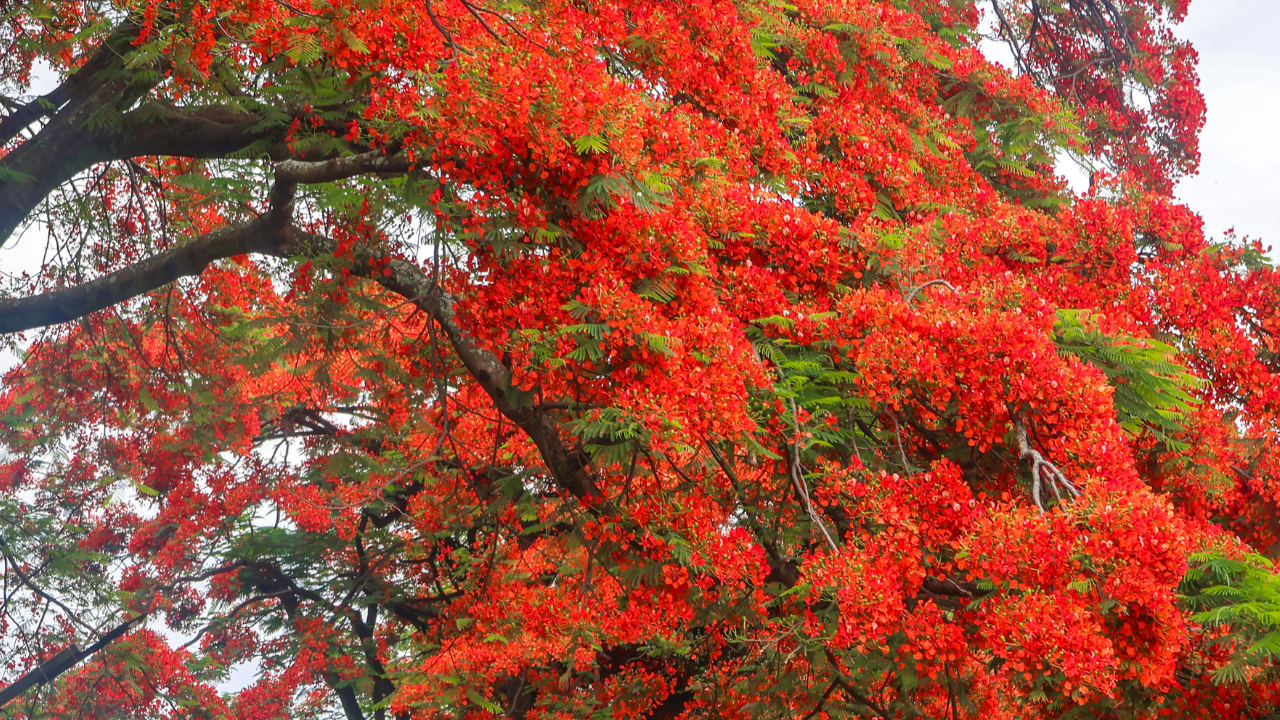 How to Grow a Gulmohar Plant Image