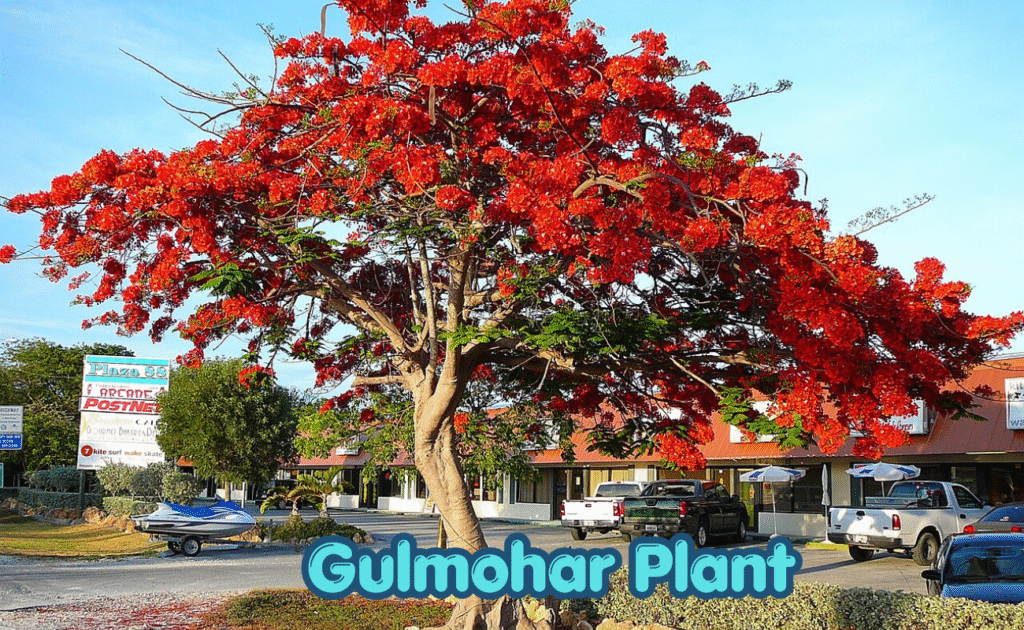 The Gulmohar Plant: Summer's Own Firework Show