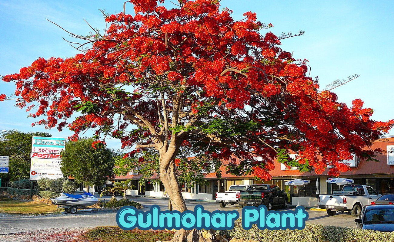 The Gulmohar Plant: Summer's Own Firework Show