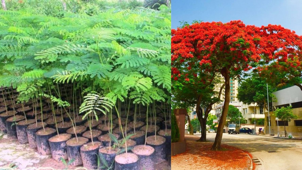 How to Grow One