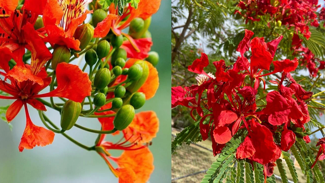 The Flowers That Steal the Show
